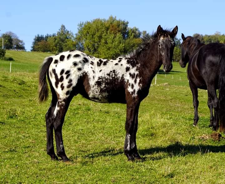 Appaloosa Foals @Chexys Farm, Czech Republic